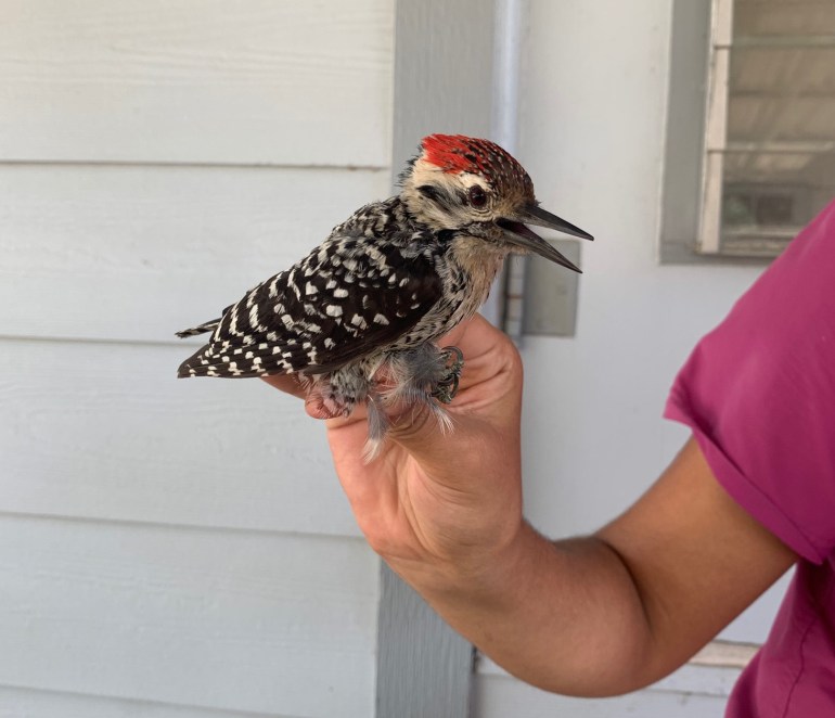 5 Amazing Facts About the Woodpeckers: Birds of Central Texas