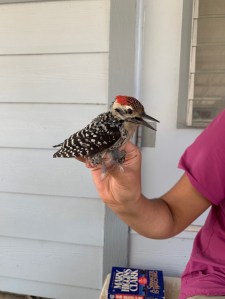 Ladder-backed woodpecker Held by Ecologist 