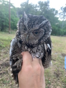 Screech Owl in Ornithologist Hand