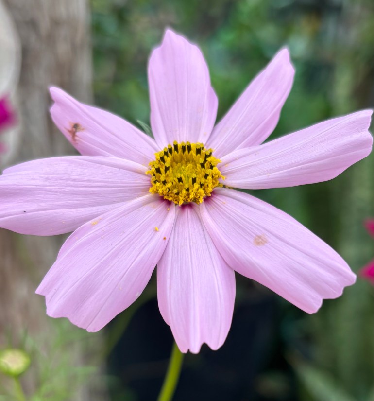 The Scientist Remembers&nbsp;Poetry